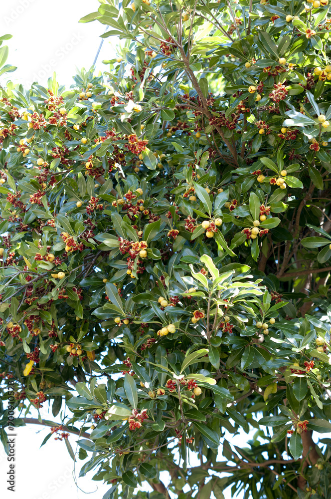 トベラの果実と破裂し赤い粘液が付着した種子