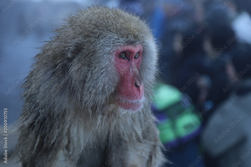 Naklejka premium Snow monkey in Japan