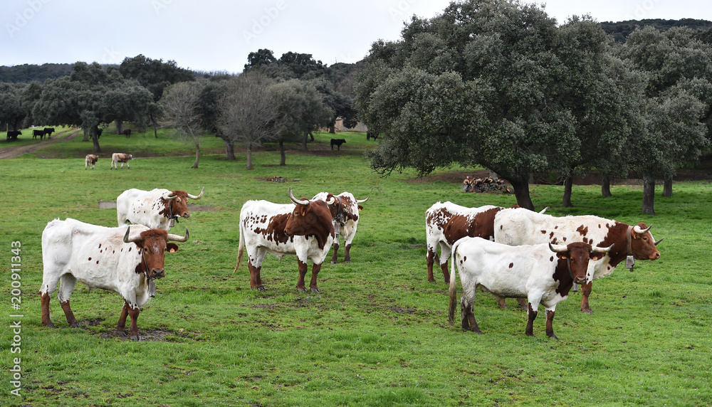 toros en ganaderia en españa toros en ganaderia en españa