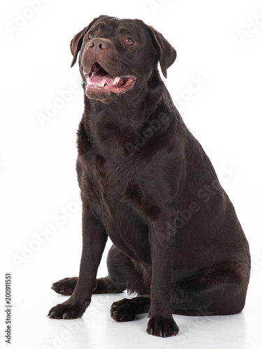 Labrador Retriever Show Linie