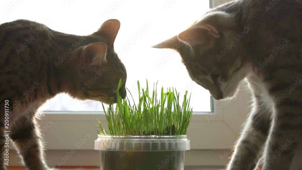 two cats eat cat grass. Natural vitamins. care for pets close up