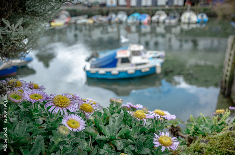 Seaside daisy flowers in Polperro village