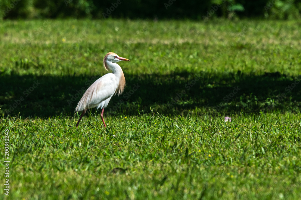 Obraz premium Cattle egret strutting in the sunlight!