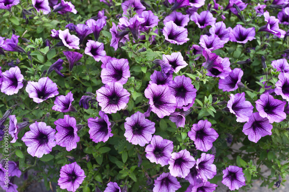 Floral background of bright purple blooming petunias Floral background of bright purple blooming petunias