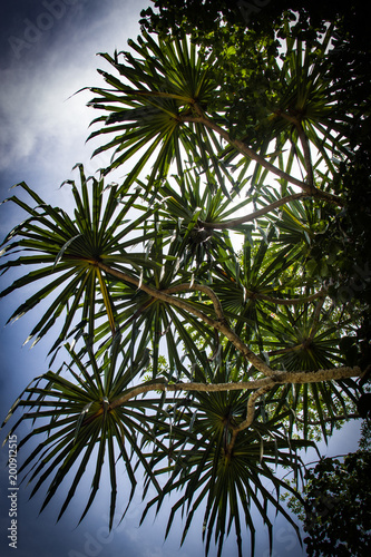 Pandanus Against Cloudy Sky  1