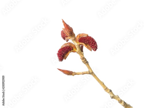 Poplar buds on white