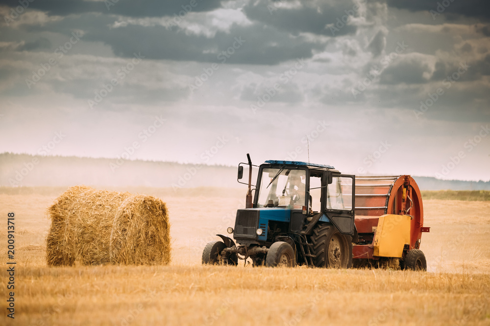 Fototapeta premium Tractor Collects Dry Grass In Straw Bales In Summer Wheat Field.
