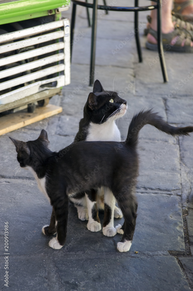 Greek black and white cat with kitty begging for food Greek black and white cat with kitty begging for food