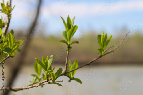 The first spring gentle leaves  buds and branches macro background.