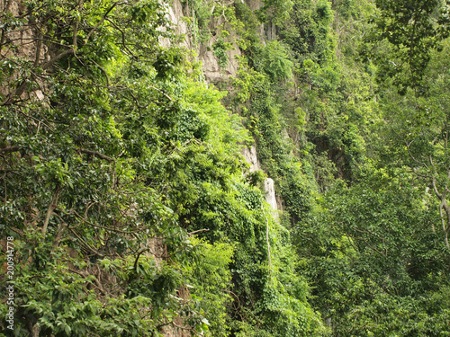 Close up of rock slope with trees and green foliage