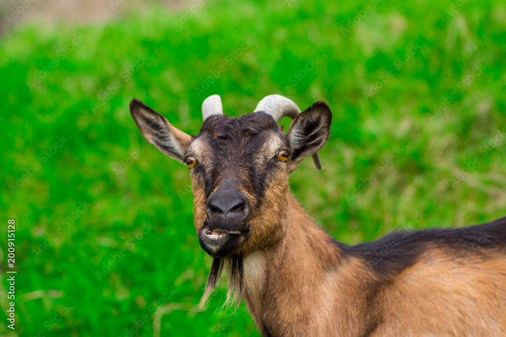 A young white goat eats green juicy grass A young white goat eats green juicy grass
