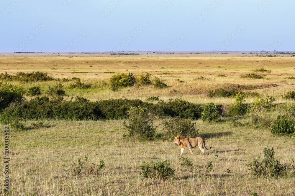 Male lion walking on the African savannah Male lion walking on the African savannah