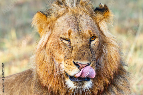 Fototapeta Naklejka Na Ścianę i Meble -  Portrait of a male lion that licking his mouth