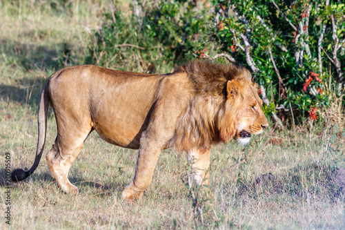 Male lion walking in the bush