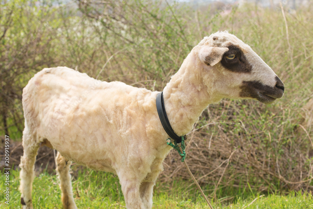 Fototapeta premium Sheep and goats graze on green grass in spring 