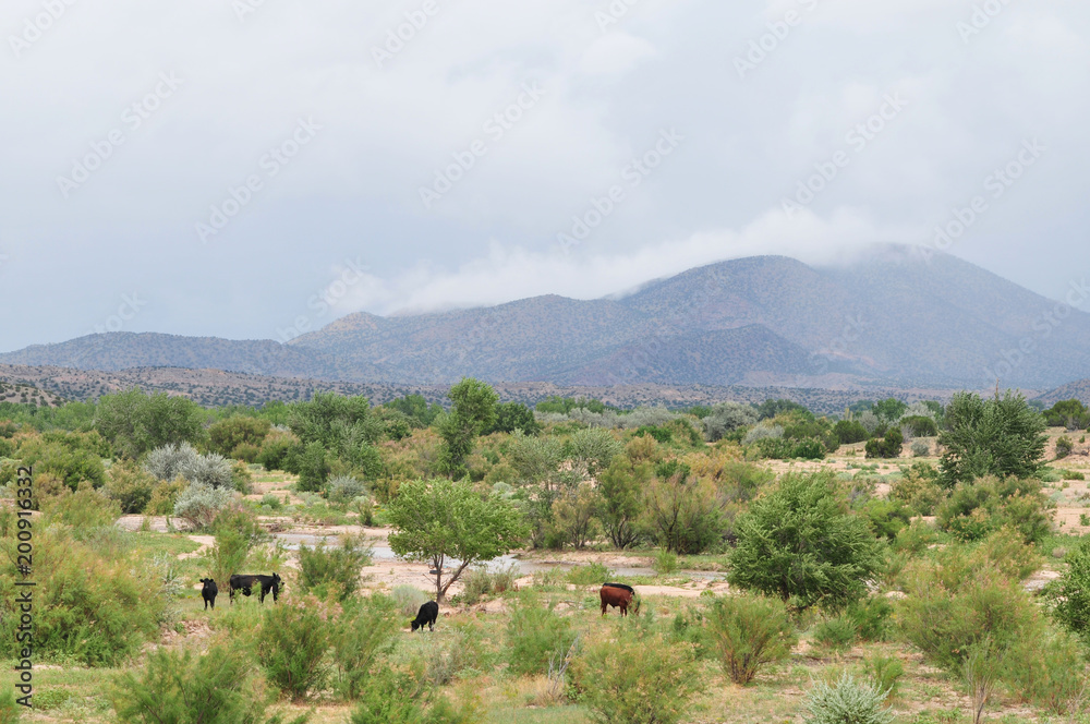 Southwestern landscape with cows, mountains and rain in distance