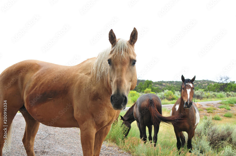 Horses grazing on side of road out west in rural New Mexico.