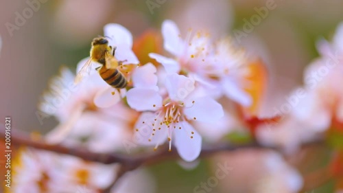 Bee pollinates a cherry tree. Full HD Video