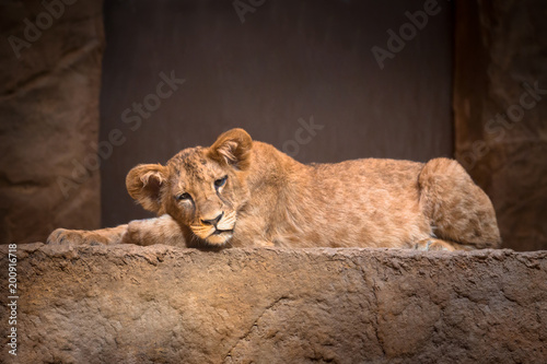 Cute baby lion lying on the rock