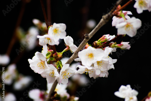 White Cherry Blossom Blooming Early In Spring Flowers Tree Branches Black Background
