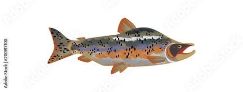 ATLANTIC SALMON