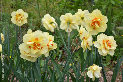 Fototapeta Naklejka Na Ścianę i Meble -  Narcisse jaune et orange au jardin au printemps