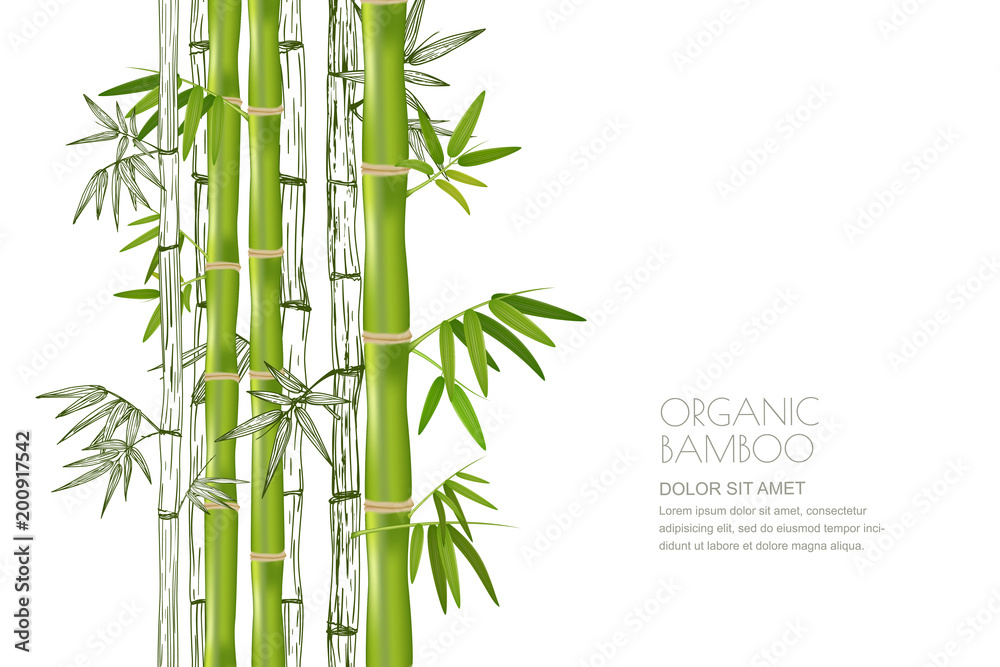 Fototapeta premium Wektor bambusowa roślina na białym tle. Realistyczne i szkicowe ilustracje. Projekt dla azjatyckiego spa i masażu, pakiet kosmetyków.