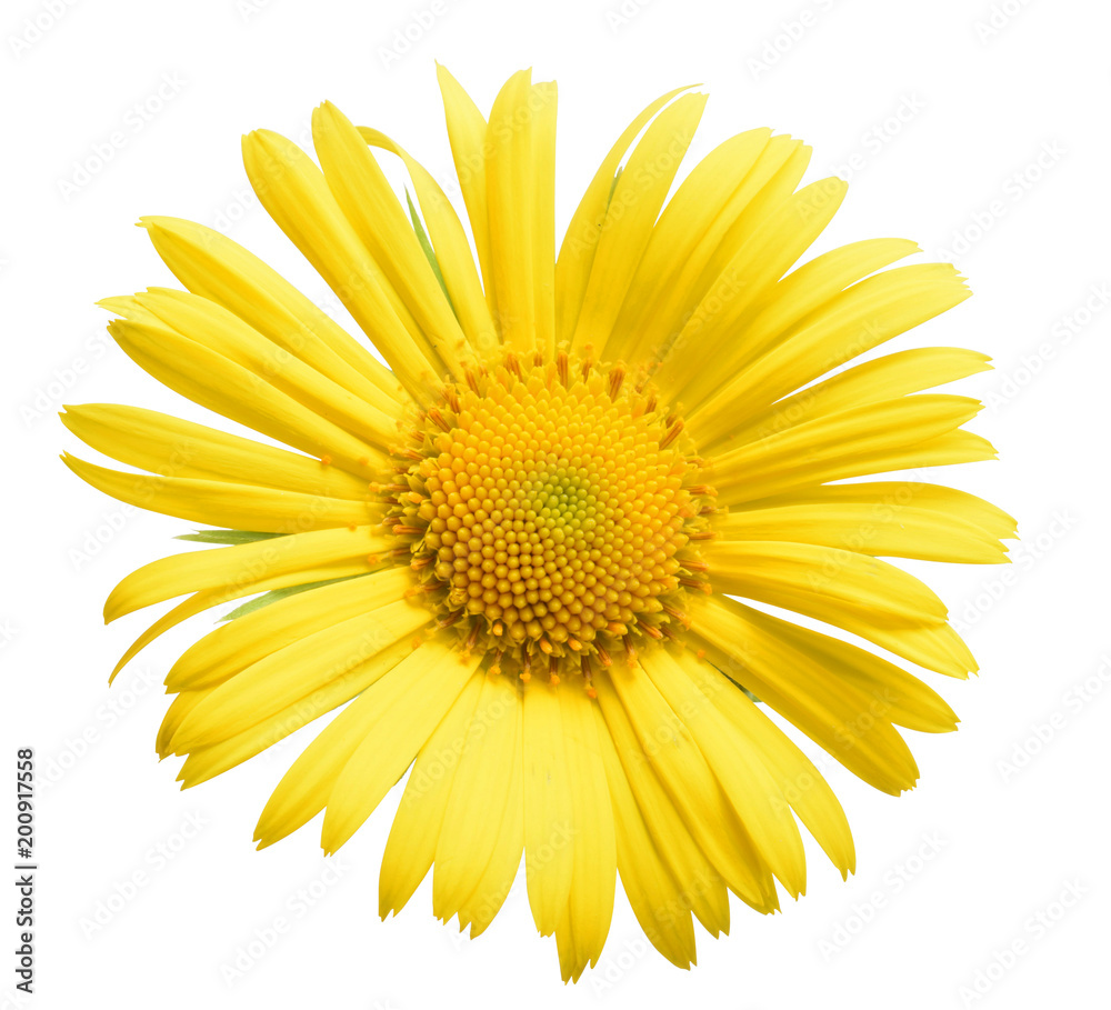 Yellow flower macro isolated on white top view