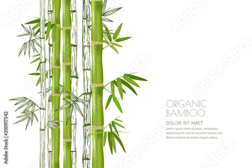 Fototapeta Wektorowa bambusowa roślina odizolowywająca. Realistyczna i szkicowa ilustracja. Projekt dla azjatyckiego spa i masażu, pakiet kosmetyków.