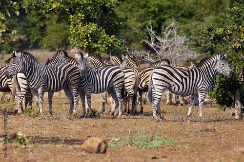 The plains zebra (Equus burchellii), also known as the common zebra or Burchell's zebra. Herd of zebras in the national park.