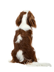 Cavalier King Charles Spaniel