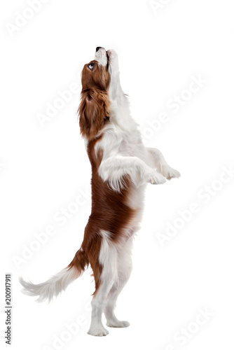 Fototapeta Naklejka Na Ścianę i Meble -  Cavalier King Charles Spaniel