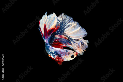 Foto The moving moment beautiful of siam betta fish in thailand on black background