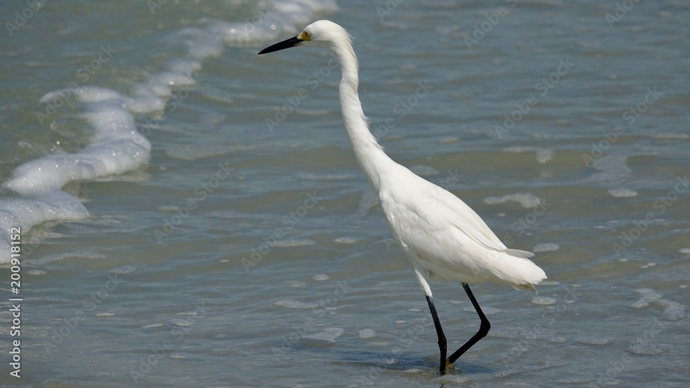 Reiher, Graureiher, Silberreiher Reiher, Graureiher, Silberreiher