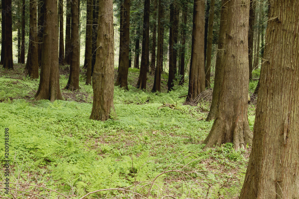 Sequoias woodland with green vegetation in spring Sequoias woodland with green vegetation in spring