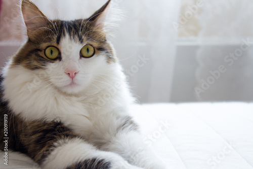 White cat lying on the bed