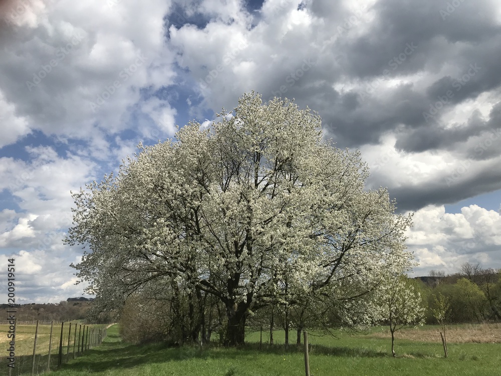 Obraz premium Blühender Baum im Frühling