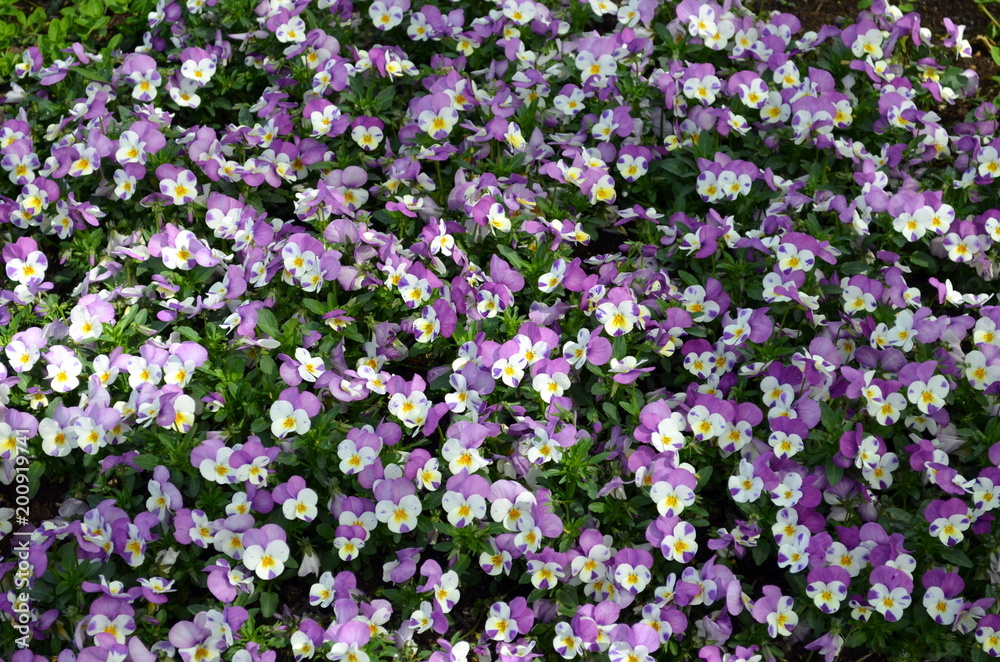 Viele Stiefmütterchen Viele Stiefmütterchen