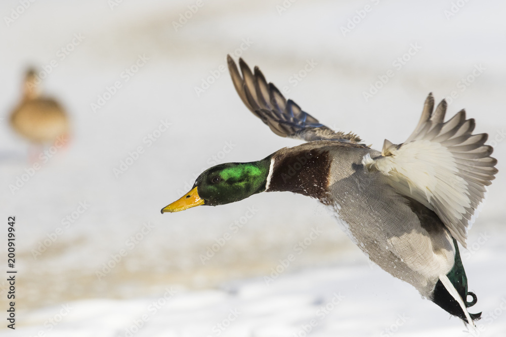 Obraz premium Północny kardynał zimą