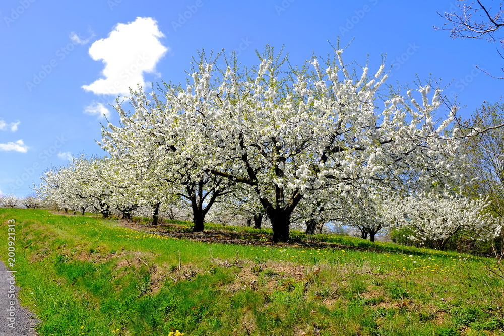 arbres a fruit cerisiers 2