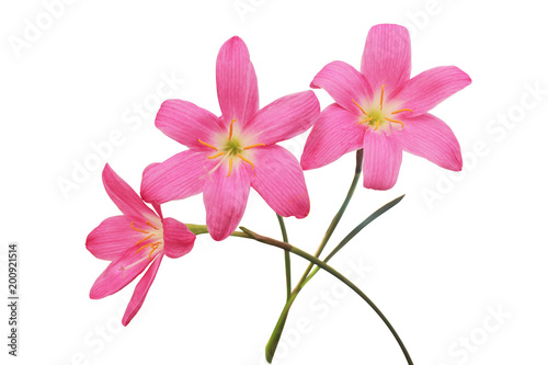 Zephyranthes grandiflora  isolated on white and clipping path 