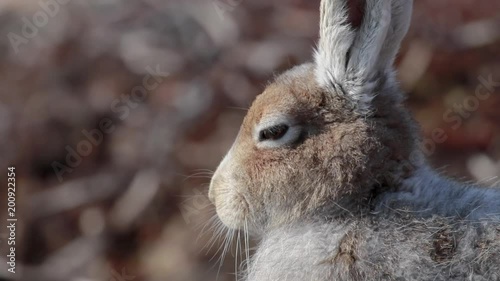 mountain hare (Lepus timidus) in spring moult sitting and staring close ups in the cairngorms NP, scotland during april. photo