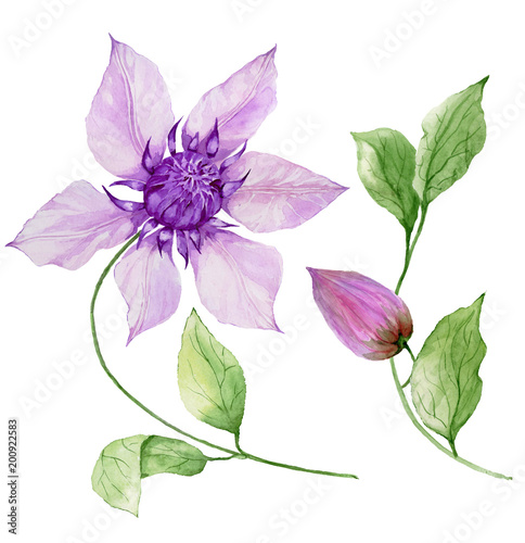 Beautiful purple clematis on a stem. Floral set (flower, leaves on climbing twig, boll). Isolated on white background. Watercolor painting.