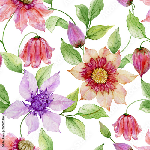 Beautiful clematis flowers on climbing twigs against white background. Seamle...