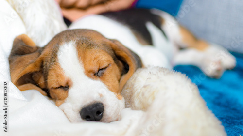 Beagle puppy sleeping