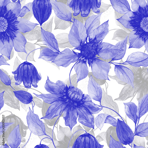 Transparent purple clematis flowers on climbing twigs against white backgroun...