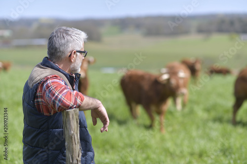 Farmer standing in field with cattle in background