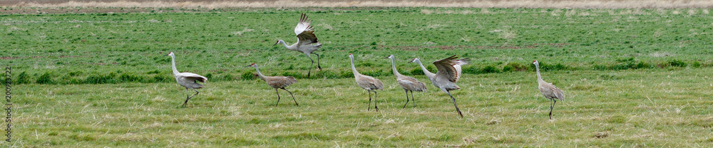 Obraz premium Sandhill cranes in a row