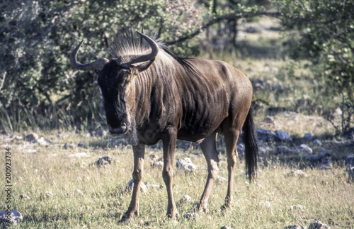 blue wildebeest figh  Cannochaetes taurinus  in Etosha National Park  Namibia  Africa  