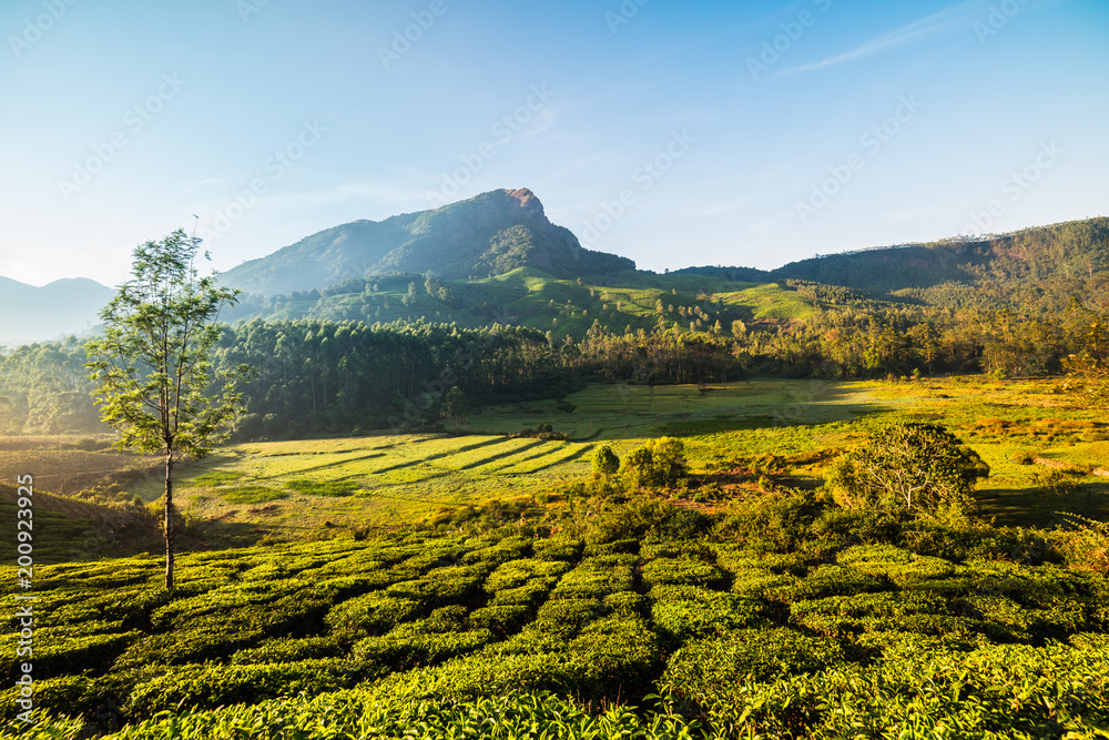 stunning sunrise over tea plantations in Munnar, Kerala, India
